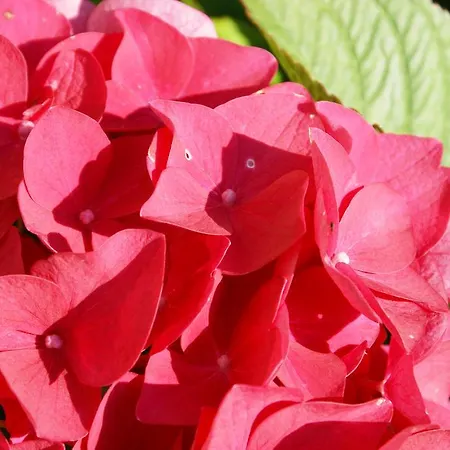 Lejlighed Christine *